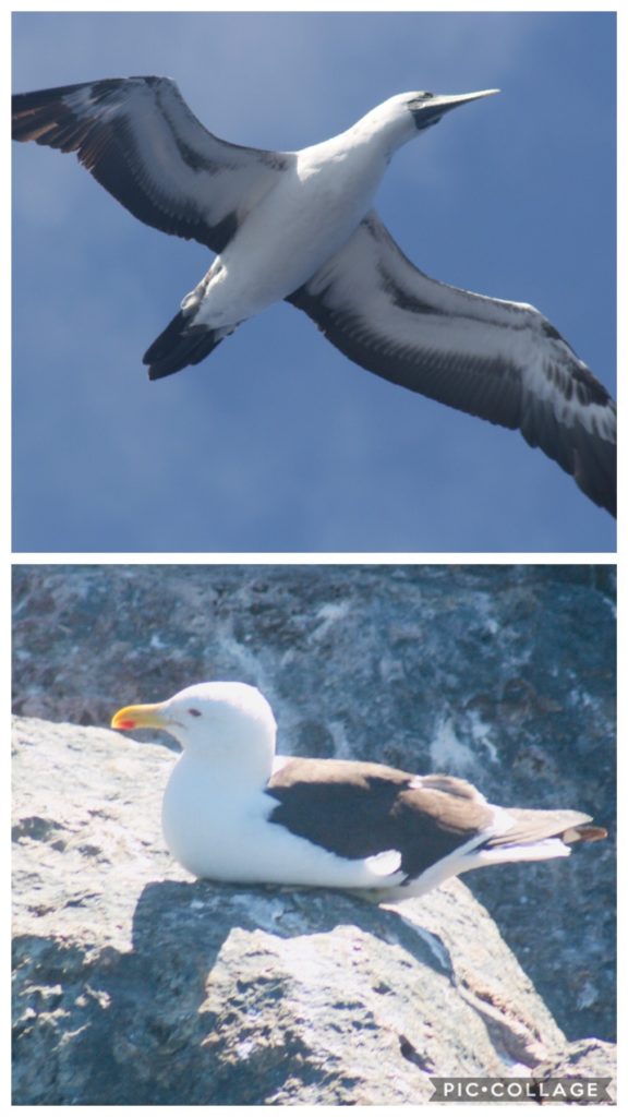 Birds of Isla Locos