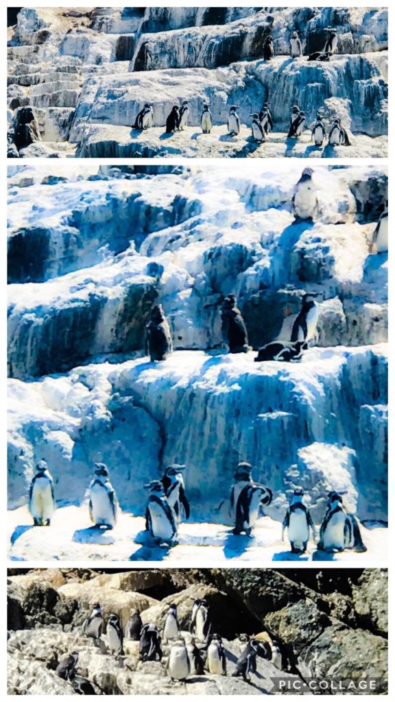 Humbolt Penguins of Chile