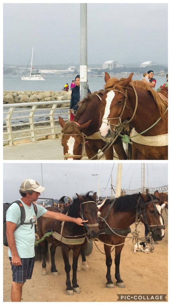 Horses in Quintero