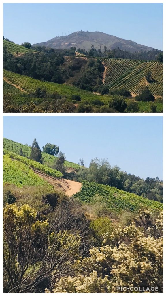 Orchards on rolling hills in Chile