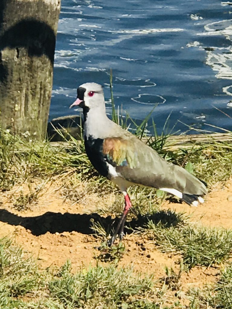 Chilean Bird