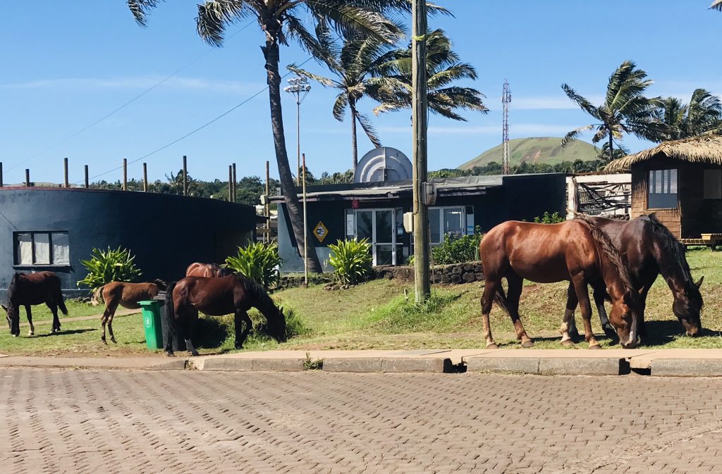 Locals hanging out Easter Island