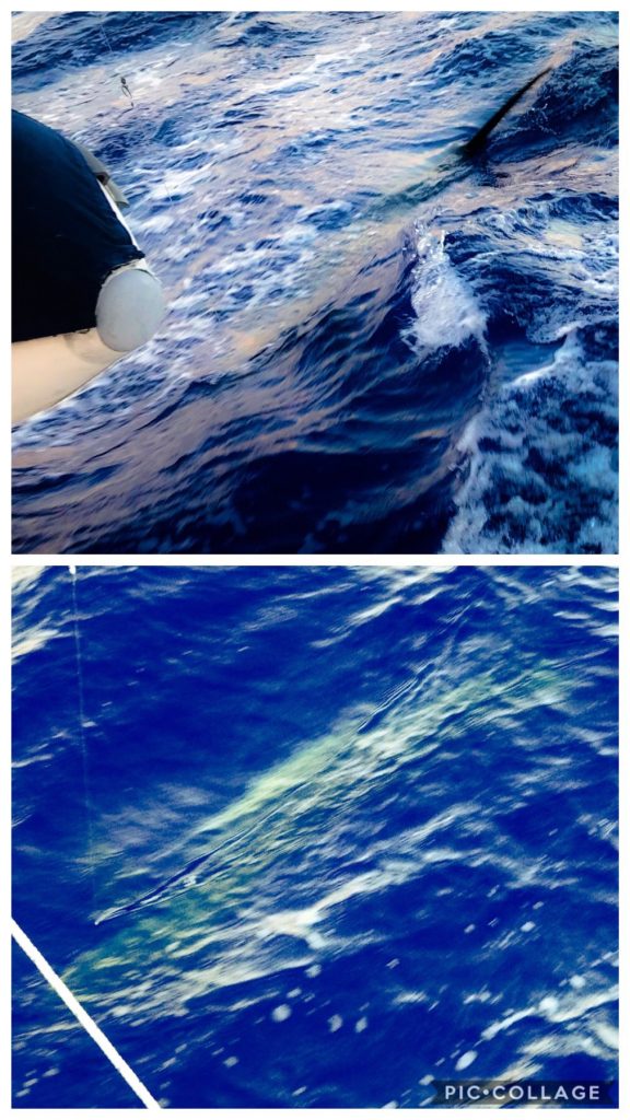 Marlin that got away