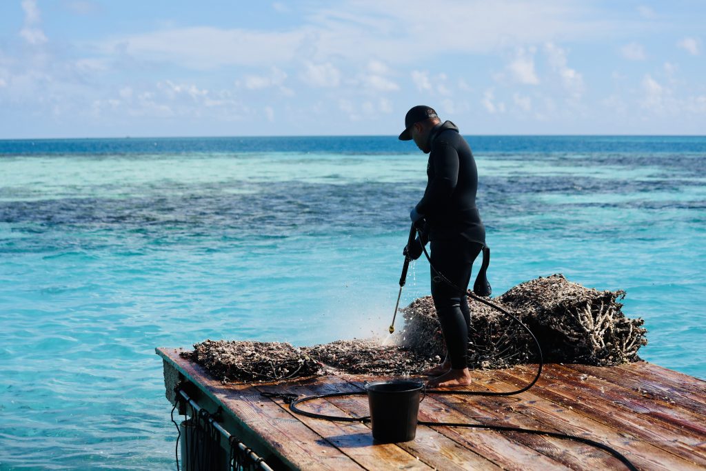Cleaning the pearls shells in between harvesting