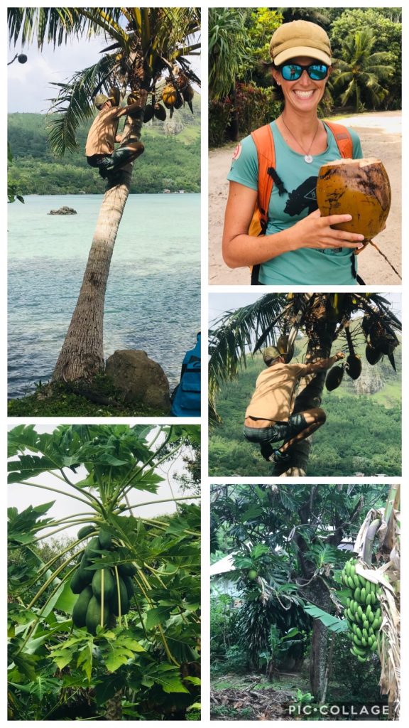 Coconut Hunting