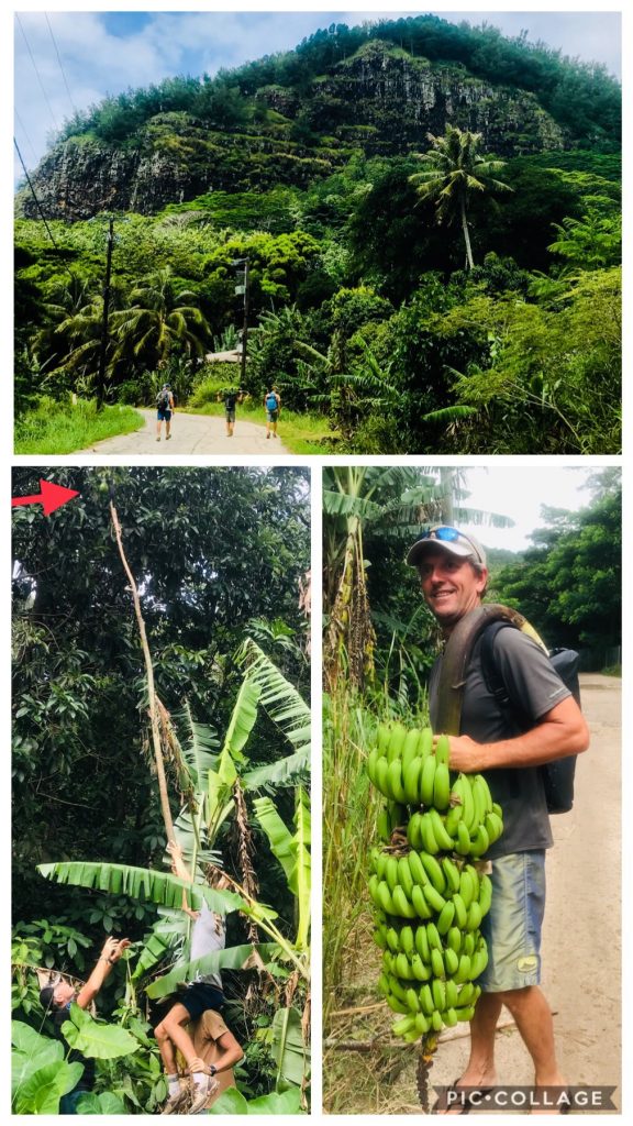 Banana Hunting