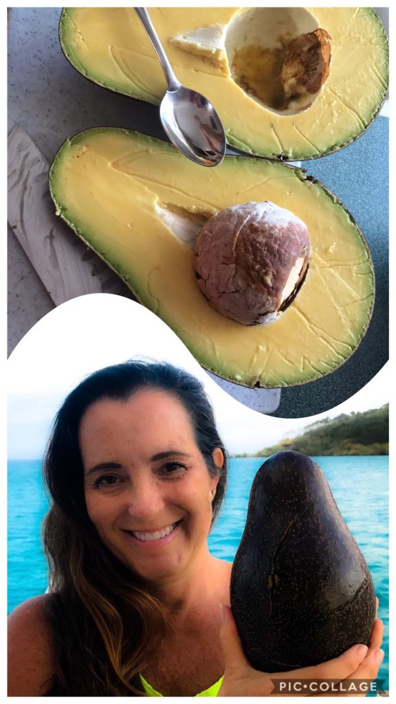 A "Normal" Size Avocado in the Islands