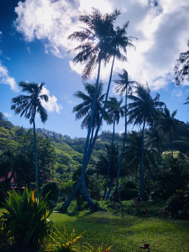 Herve and Valerie's lush backyard
