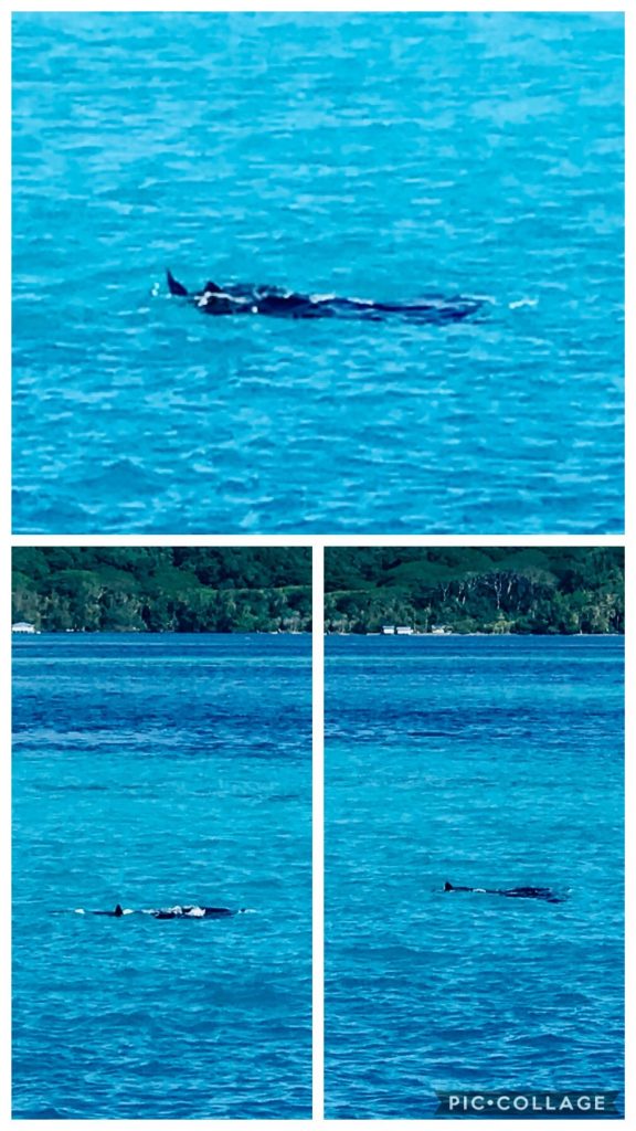 Manta Rays swimming by Sugar Shack