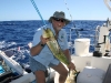 Capt Ron's Mahi Mahi