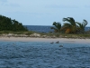 Salt Island Grenada Chickens