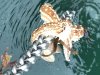 Starfish along for the ride